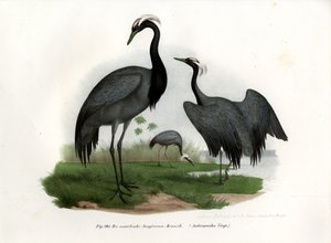 Demoiselle Crane by German School